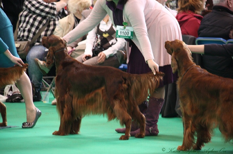 Crufts2011 756.jpg